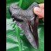 11,3 cm schwarze Zahn - Replika des Megalodon