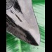 11,3 cm schwarze Zahn - Replika des Megalodon