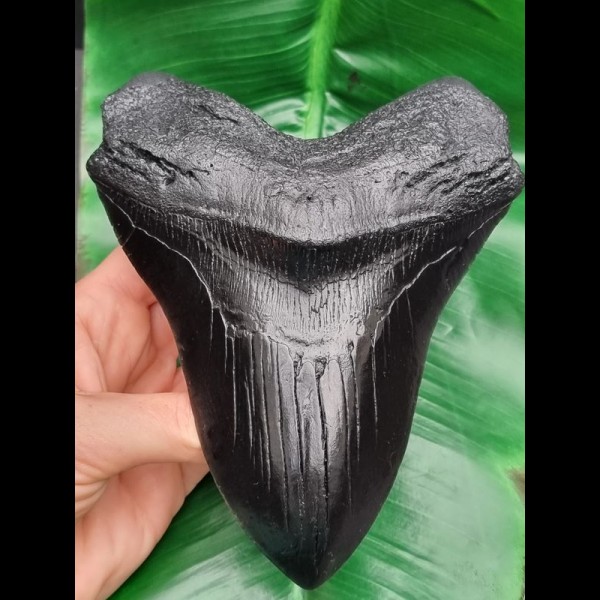 15,5 cm riesige Zahn - Replika des Megalodon