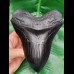 15,5 cm riesige Zahn - Replika des Megalodon