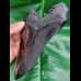 15,5 cm riesige Zahn - Replika des Megalodon