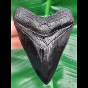 10.8 cm black replica of megalodon