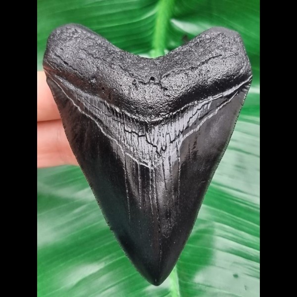 10,8 cm schwarze Replika des Megalodon