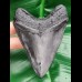 10,8 cm schwarze Replika des Megalodon