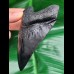 10,8 cm schwarze Replika des Megalodon