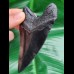 10,8 cm schwarze Replika des Megalodon