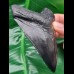 10,8 cm schwarze Replika des Megalodon