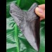 10,8 cm schwarze Replika des Megalodon