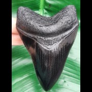 11.1 cm black replica of megalodon