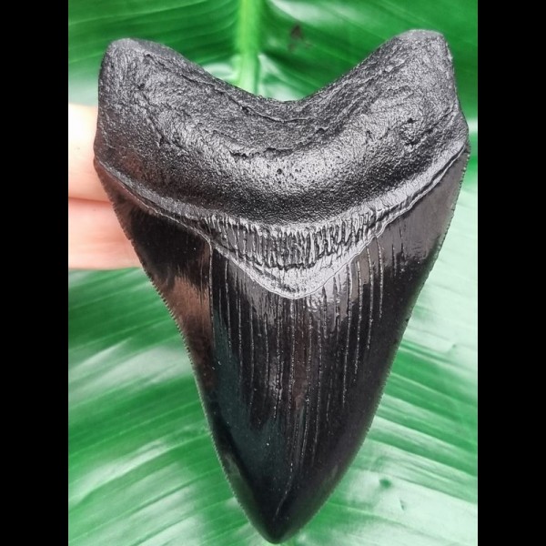 11,1 cm schwarze Replika des Megalodon