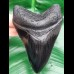 11,1 cm schwarze Replika des Megalodon