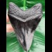 11,1 cm schwarze Replika des Megalodon