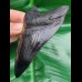 11,1 cm schwarze Replika des Megalodon