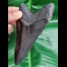 11,1 cm schwarze Replika des Megalodon