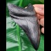 11,1 cm schwarze Replika des Megalodon