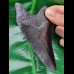 11,1 cm schwarze Replika des Megalodon