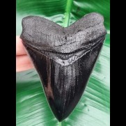 11.7 cm sharp black tooth - replica of megalodon