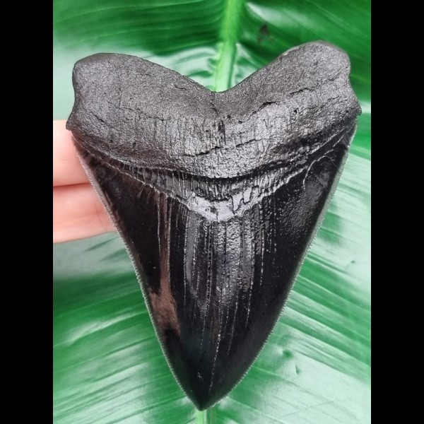 11,7 cm scharfe schwarze Zahn - Replika des Megalodon