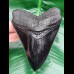 11,7 cm scharfe schwarze Zahn - Replika des Megalodon