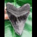 11,7 cm scharfe schwarze Zahn - Replika des Megalodon