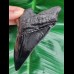 11,7 cm scharfe schwarze Zahn - Replika des Megalodon