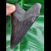 11,7 cm scharfe schwarze Zahn - Replika des Megalodon