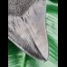11,7 cm scharfe schwarze Zahn - Replika des Megalodon