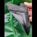 11,7 cm scharfe schwarze Zahn - Replika des Megalodon