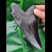 11,7 cm scharfe schwarze Zahn - Replika des Megalodon