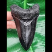 11.1 cm black replica of megalodon tooth