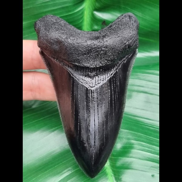 11,1 cm schwarze Replika eines Megalodon Zahnes
