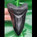 11,1 cm schwarze Replika eines Megalodon Zahnes