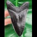 11,1 cm schwarze Replika eines Megalodon Zahnes