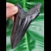 11,1 cm schwarze Replika eines Megalodon Zahnes