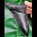 11,1 cm schwarze Replika eines Megalodon Zahnes