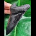 11,1 cm schwarze Replika eines Megalodon Zahnes