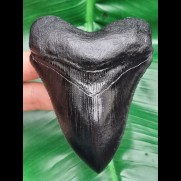 10.8 cm black replica of megalodon tooth