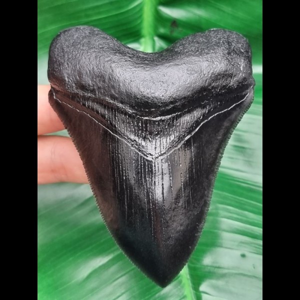 10,8 cm schwarze Replika eines Megalodon Zahnes