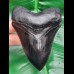 10,8 cm schwarze Replika eines Megalodon Zahnes