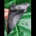 10,8 cm schwarze Replika eines Megalodon Zahnes