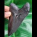 10,8 cm schwarze Replika eines Megalodon Zahnes