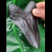 10,8 cm schwarze Replika eines Megalodon Zahnes