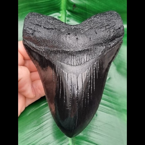 14,3 cm massive Replika eines Megalodon - Zahnes