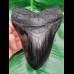 14,3 cm massive Replika eines Megalodon - Zahnes