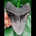 14,3 cm massive Replika eines Megalodon - Zahnes