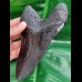 14,3 cm massive Replika eines Megalodon - Zahnes