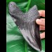 14,3 cm massive Replika eines Megalodon - Zahnes