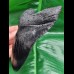 14,3 cm massive Replika eines Megalodon - Zahnes