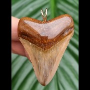 4.9 cm tooth of megalodon as pendant