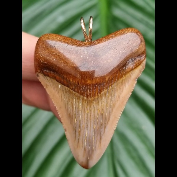 4.9 cm tooth of megalodon as pendant